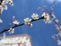 A close-up of blooming flowers on an apricot tree against a cloudless sky background. Springtime. Royalty Free Stock Photo