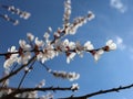 A close-up of blooming flowers on an apricot tree against a sky background. Springtime. Royalty Free Stock Photo