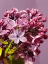 Close-up of blooming flowers on a branch of purple lilacs