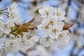 Close up of blooming flowers of cherry tree branch in spring time. Shallow depth of field. Cherry blossom detail on sunny day Royalty Free Stock Photo