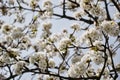 Close up of blooming flowers of cherry tree branch in spring time. Shallow depth of field. Cherry blossom detail on sunny day Royalty Free Stock Photo