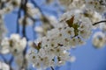 Close up of blooming flowers of cherry tree branch in spring time. Shallow depth of field. Cherry blossom detail on sunny day Royalty Free Stock Photo