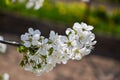 Close up of blooming flowers of cherry tree branch in spring time. Shallow depth of field. Cherry blossom detail on sunny day Royalty Free Stock Photo