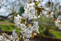 Close up of blooming flowers of cherry tree branch in spring time. Shallow depth of field. Cherry blossom detail on sunny day Royalty Free Stock Photo