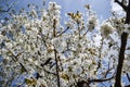 Close up of blooming flowers of cherry tree branch in spring time. Shallow depth of field. Cherry blossom detail on sunny day Royalty Free Stock Photo