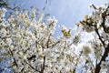 Close up of blooming flowers of cherry tree branch in spring time. Shallow depth of field. Cherry blossom detail on sunny day Royalty Free Stock Photo