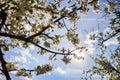 Close up of blooming flowers of cherry tree branch in spring time. Shallow depth of field. Cherry blossom detail on sunny day Royalty Free Stock Photo