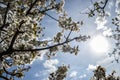 Close up of blooming flowers of cherry tree branch in spring time. Shallow depth of field. Cherry blossom detail on sunny day Royalty Free Stock Photo