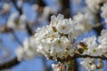 Close up of blooming flowers of cherry tree branch in spring time. Shallow depth of field. Cherry blossom detail on sunny day Royalty Free Stock Photo