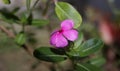 Close Up Blooming Flowers photograph