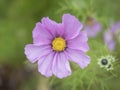 Close up blooming garden cosmos, Cosmos bipinnatus or mexican aster. Single macro perfect pink flower on green bokeh