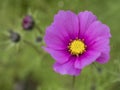 Close up blooming garden cosmos, Cosmos bipinnatus or mexican aster. Single macro perfect pink flower on green bokeh