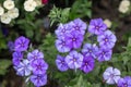 Close up of blooming Garden lilac Phlox paniculata. Macro purple flowers of phlox from home garden