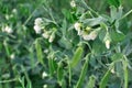 Close-up of blooming garden pea Royalty Free Stock Photo