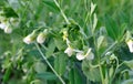 Close-up of blooming garden pea Royalty Free Stock Photo