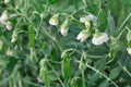 Close-up of blooming garden pea Royalty Free Stock Photo