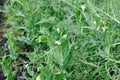 Close-up of the blooming garden pea Royalty Free Stock Photo