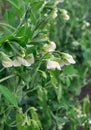 Close-up of blooming garden pea Royalty Free Stock Photo