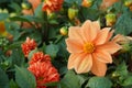 Close-up of blooming gorgeous dahlias growing in a flowerbed.