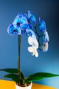 Close up Blooming gradient blue and white potted phalaenopsis orchid on dark classic blue and yellow background