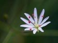 Close-up of blooming grass-leaved stitchwort flower