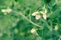 Blooming green pea plants in the field Royalty Free Stock Photo