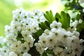 Close up of blooming hawthorn tree branch against bright natural green background Royalty Free Stock Photo