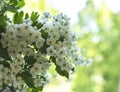 Close up of blooming hawthorn tree branch against bright natural green background Royalty Free Stock Photo