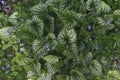 close up of blooming Heartleaf brunnera, (Siberian bugloss, Brunnera macrophylla)