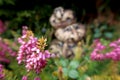 Close-up of the blooming Heather Erica flower in the rock garden with three ceramic heads in the background.