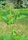 Blossoming burdock Arcticum lappa 1 Royalty Free Stock Photo