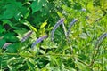 Blooming herb wild vetch