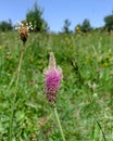 Close up blooming Hoary plantain growing wild in green grassy meadow Royalty Free Stock Photo
