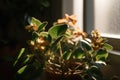 close-up of a blooming indoor plant, with sunlight filtering through the window