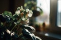 close-up of a blooming indoor plant, with sunlight filtering through the window