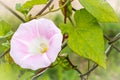 Close-up of a blooming Ipomoea alba, commonly called Moonflower Royalty Free Stock Photo