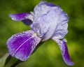 Close up of blooming iris Royalty Free Stock Photo