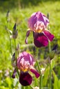 Close up of blooming Iris Royalty Free Stock Photo