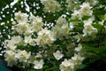 Close up blooming jasmine flower on bush in garden, selected focus