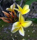 Close up of a blooming Jasmine flowers