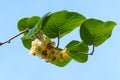 Close-up of blooming Kiwi (Actinidia chinensis or deliciosa).Flowers of kiwifruit or Chinese Gooseberry. Royalty Free Stock Photo