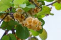 Close-up of blooming Kiwi (Actinidia chinensis or deliciosa).Flowers of kiwifruit or Chinese Gooseberry. Royalty Free Stock Photo