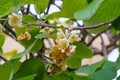 Close-up of blooming Kiwi (Actinidia chinensis or deliciosa).Flowers of kiwifruit or Chinese Gooseberry.