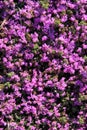 Close up of blooming lavender flowers. Lavender flowers background