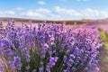 Close up of blooming lavender flowers under the blue summer sky and sun rays.