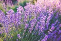 Close up of blooming lavender flowers under the summer sun rays.