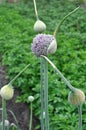 Close-up of the blooming leek plant