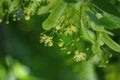 Close up blooming linden tree branches