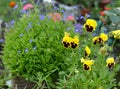 Close up of blooming lobelia and yellow pansy flowers in the garden