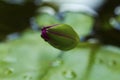 Close up of blooming lotus flower Royalty Free Stock Photo